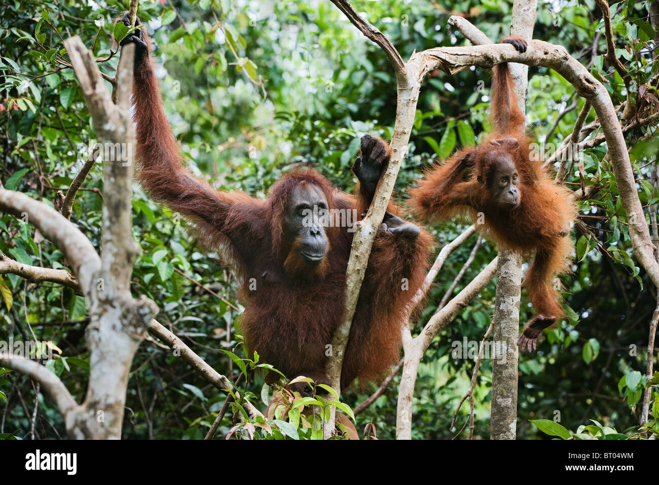 Weibchen der Orang-Utan mit dem Kind in Zweigen der Bäume. Mutter und Kind Orang-Utans. Stockfoto