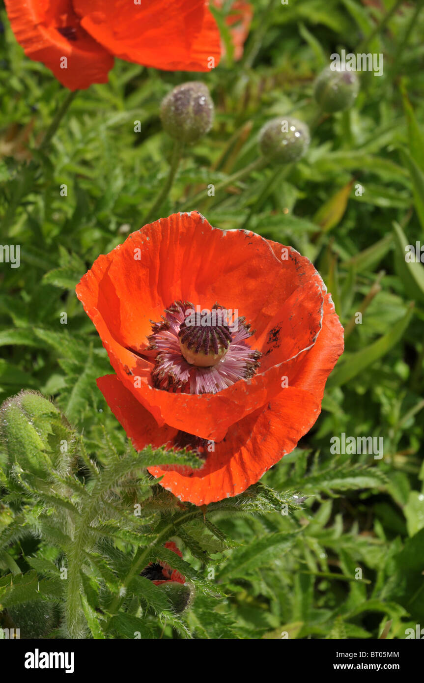 eine offene Mohn genommen im Eden Project, Cornwall, England, uk Stockfoto