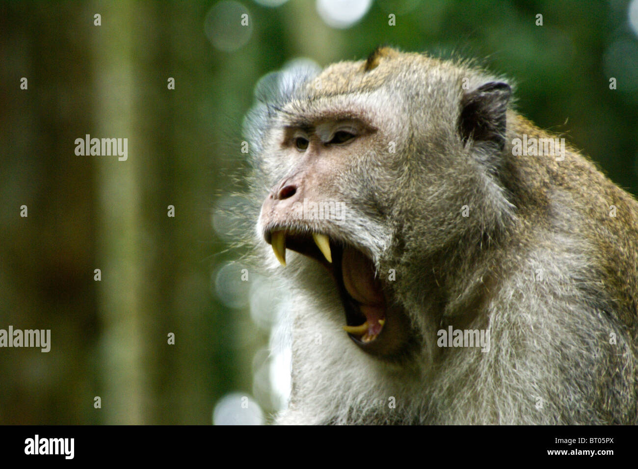 Long-tailed Macaque Gähnen, Bali, Indonesien Stockfoto