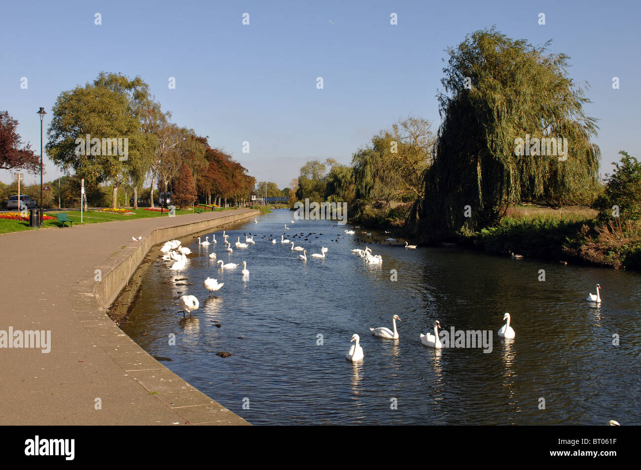 Ufer und Fluss Nene, Wellingborough, Northamptonshire, England, Vereinigtes Königreich Stockfoto