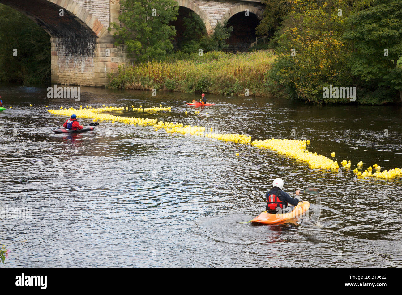 Ente Rennen 2010 Tadcaster North Yorkshire England Stockfoto