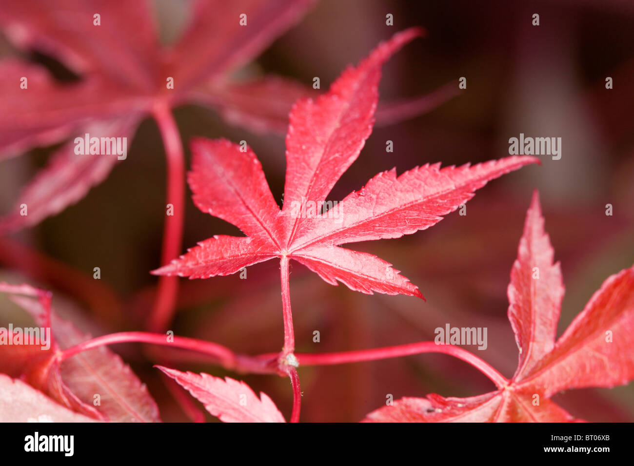 Japanischer Ahorn-Blätter Stockfoto