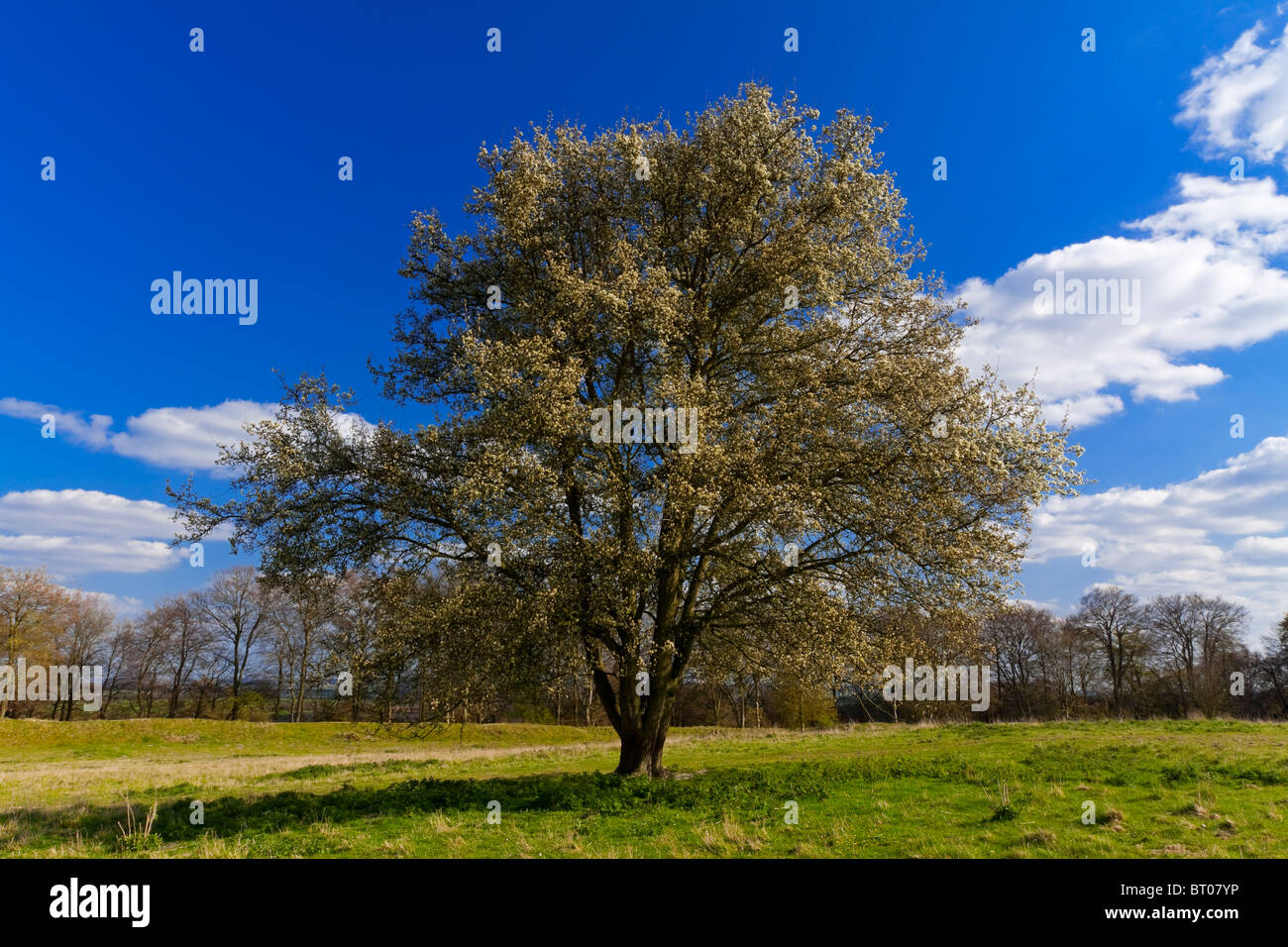 Laubbaum im Feld mit blauem Himmel und Wolken hinter in Hampshire, England UK fotografiert im April Sonnenschein Stockfoto