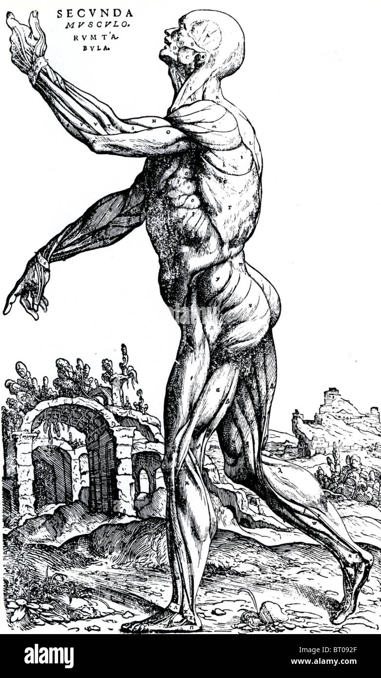 ANDREAS VESALIUS (1514-64) der oberflächlichen Muskulatur aus seinem 1543 Buch De Humani Corporis fabrica Stockfoto