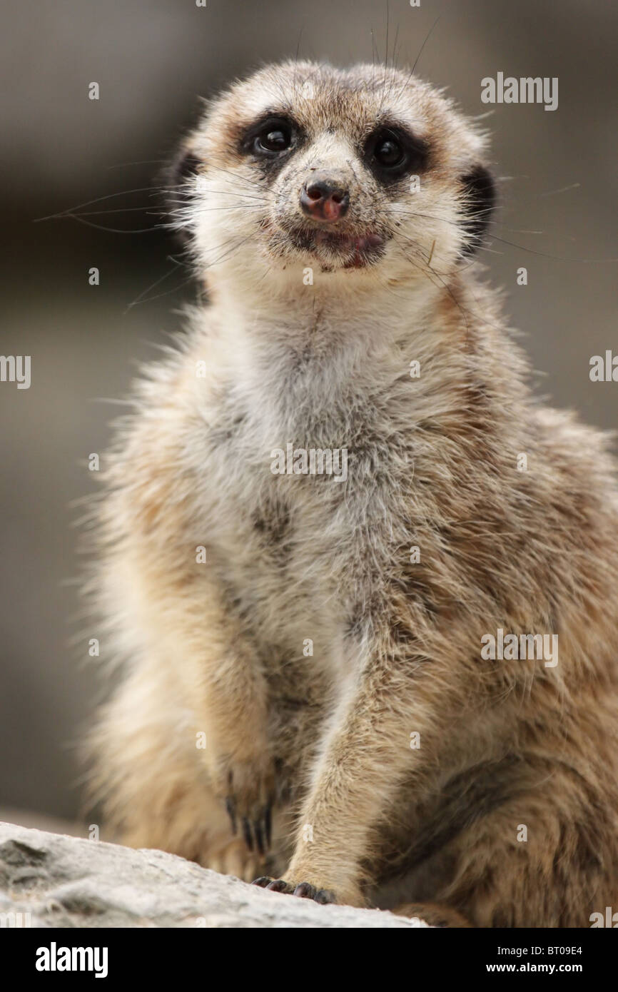 Erdmännchen (Suricatta Suricatta) neugierig in die Kamera schauen. Stockfoto