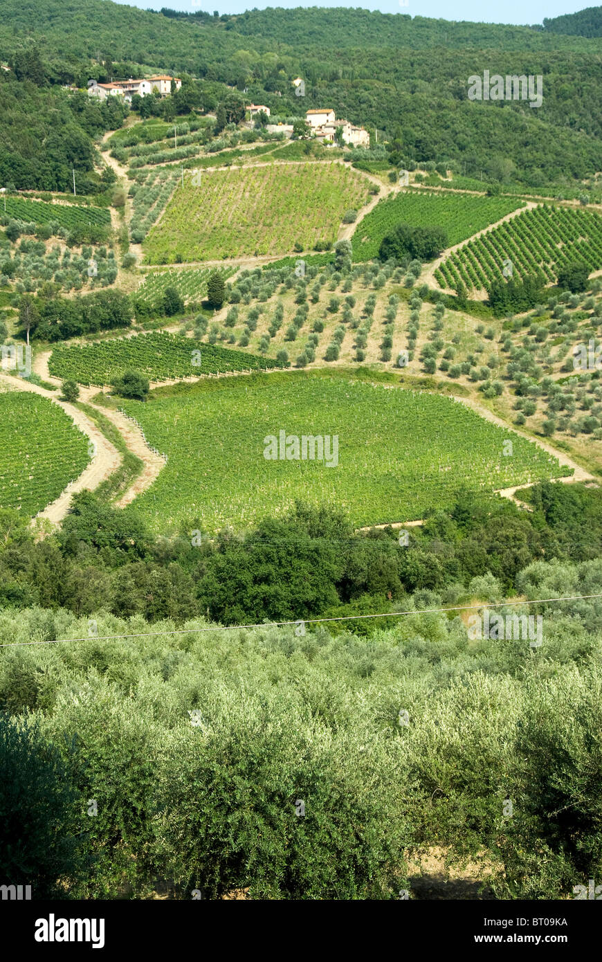 Chianti Oliven-Wälder und Weinberge an einem sonnigen Tag in der Nähe von Castelina in Chianti Stockfoto