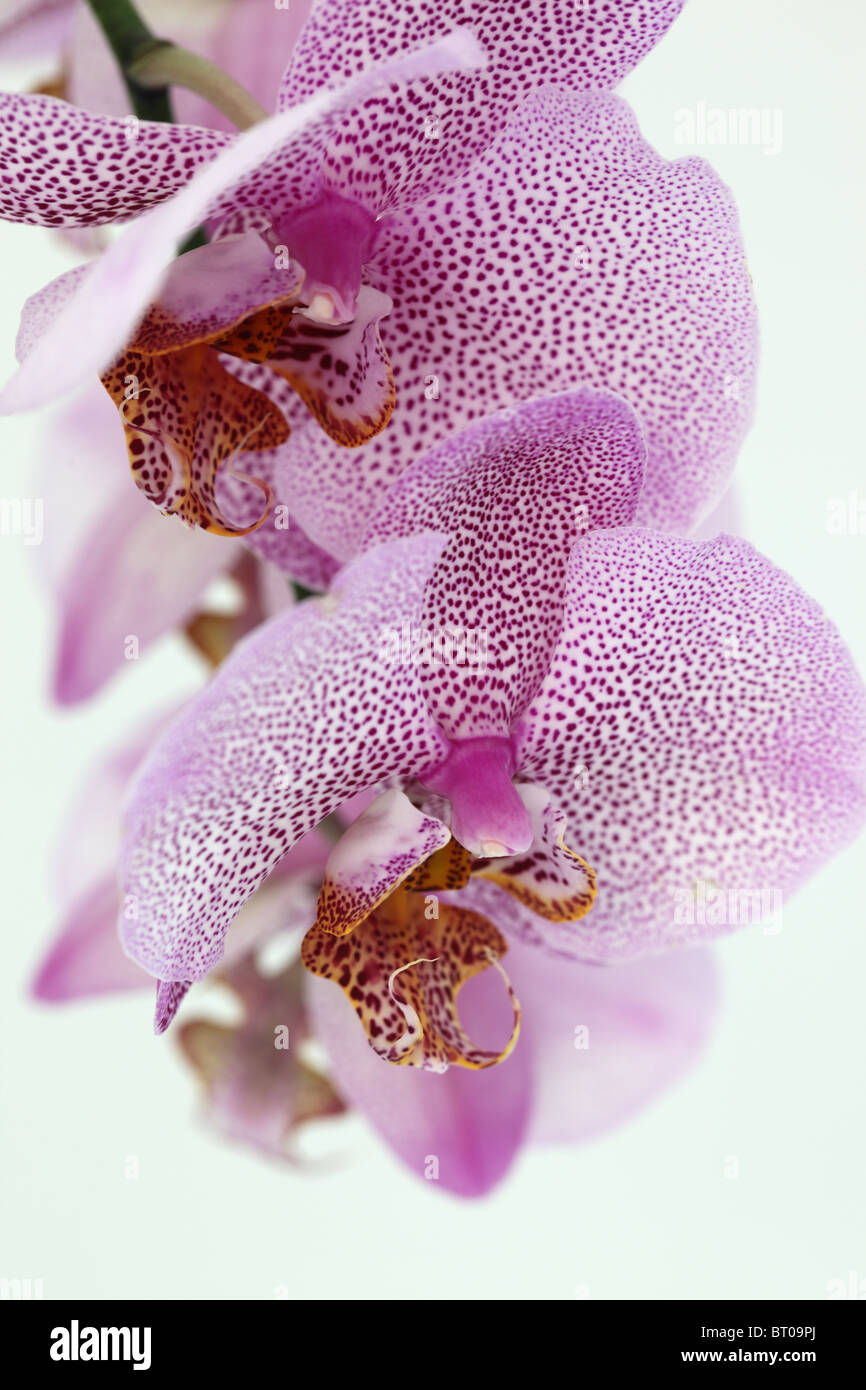 Nahaufnahme einer rosa gefleckten Phalaenopsis-Orchidee (Mottenorchidee), isoliert vor einem weißen Hintergrund Stockfoto