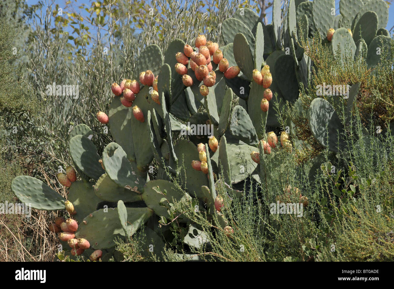 Prickly Pear Cactus mit Neubildung & Samenkapseln wildwachsenden mehrere Pflanzen zusammengefasst unter Bäumen und wilden vegetation Stockfoto