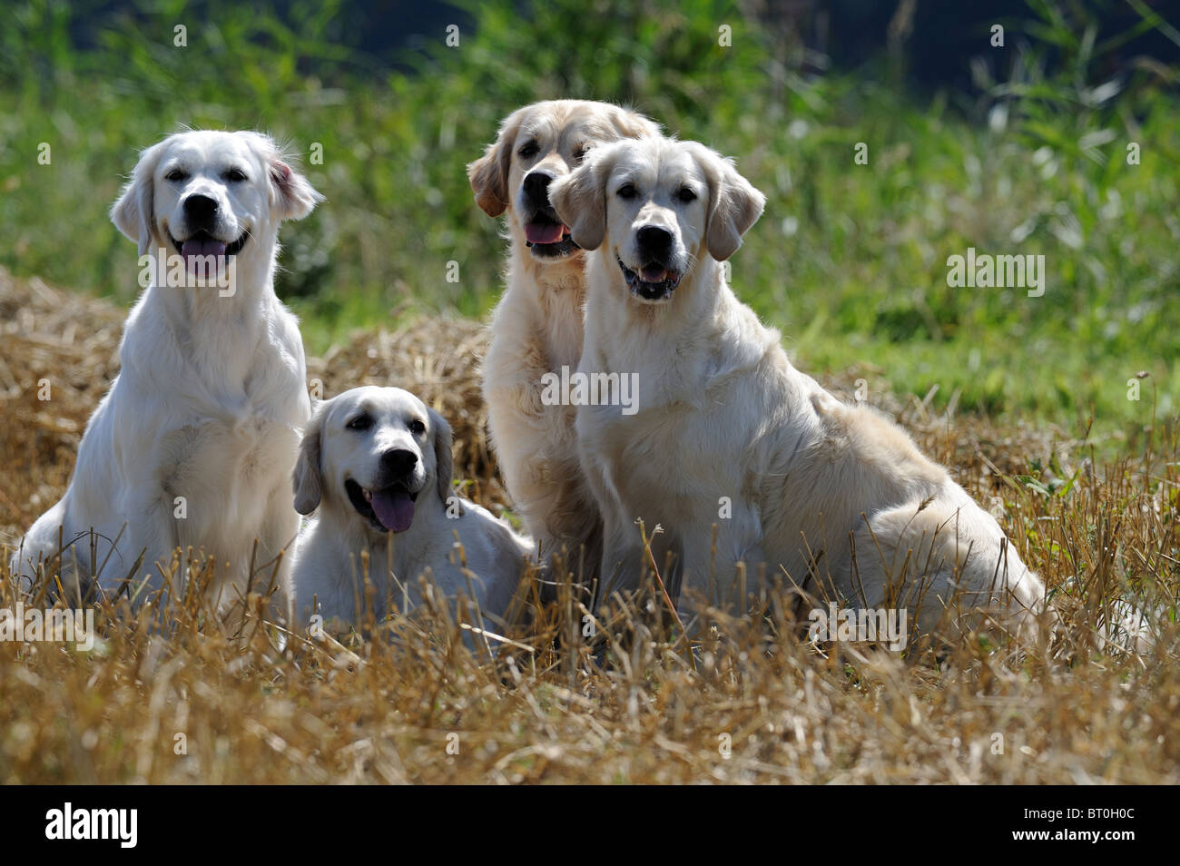 Golden Retriever (Canis Lupus Familiaris), vier Erwachsene sitzen unter Stroh. Stockfoto