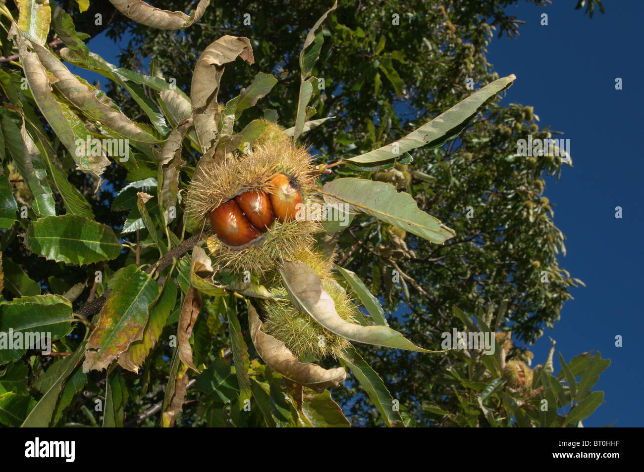 Kastanienbaum Kastanienbaum Stockfotos und bilder Kaufen Alamy