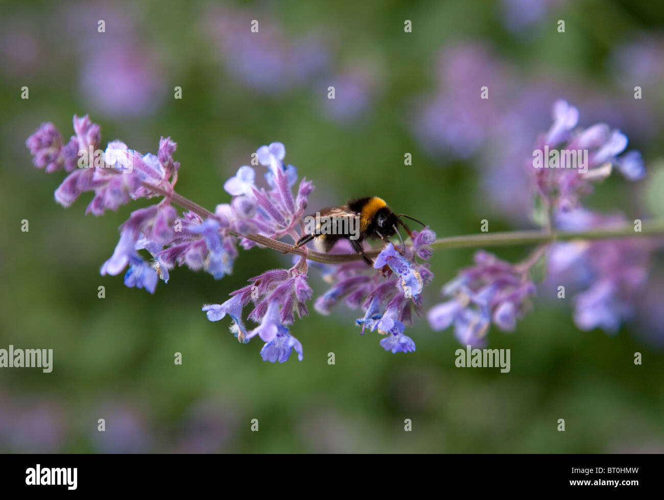 Hummel auf Salvia Blume, Garten, England, Europa. Stockfoto