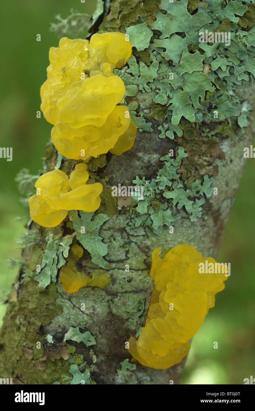 Gelbe Gehirn, goldene Gelee-Pilz oder Witches' Butter (Tremella Mesenterica) Stockfoto