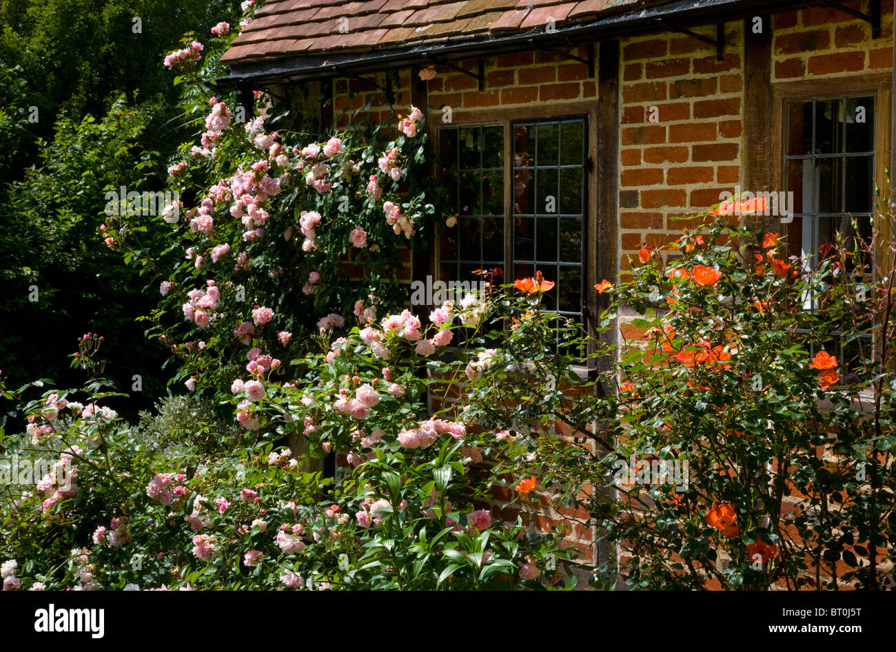 Rosen im Garten rund um den alten englischen Cottage-Fenster Stockfoto