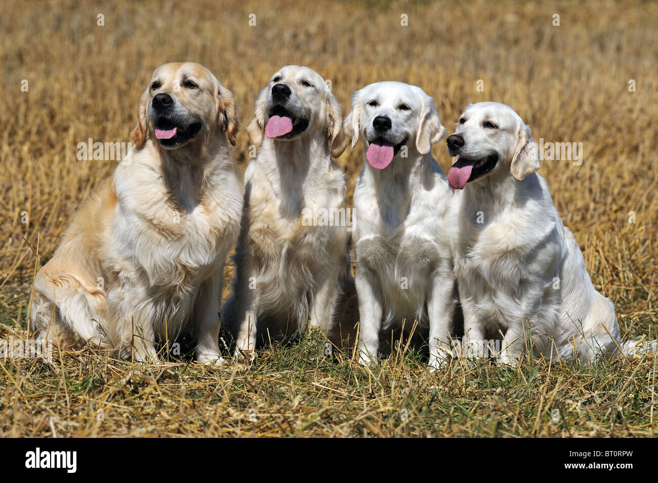 Golden Retriever (Canis Lupus Familiaris), vier Erwachsene sitzen auf einem Stoppelfeld. Stockfoto
