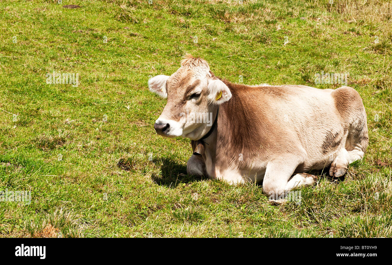 Eine Schweizer Kuh komplett mit Kuhglocke genommen auf den Hügeln rund um den Vierwaldstättersee Stockfoto