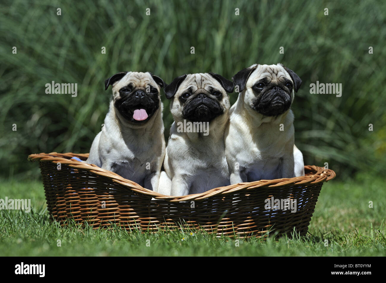 Mops (Canis Lupus Familiaris). Drei Erwachsene sitzen in einem Korb. Stockfoto