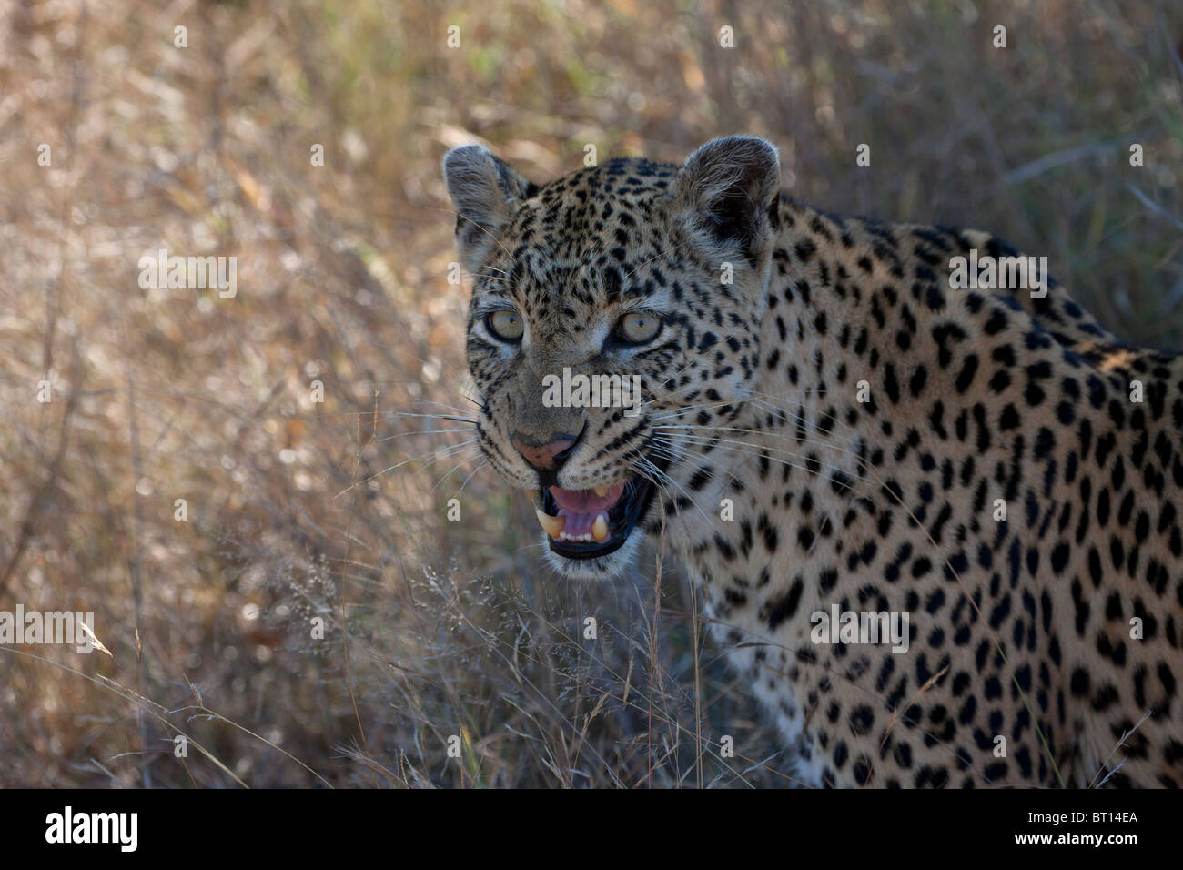 Leoparden Knurren in territorialen Anzeige Stockfoto