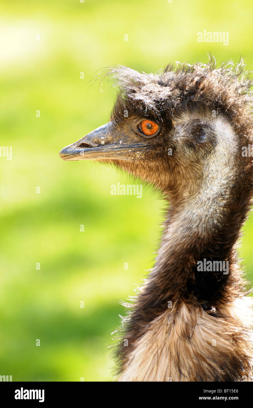 Ein Rhea auf dem Display in einem zoologischen Park in der Vendee in Frankreich. Stockfoto
