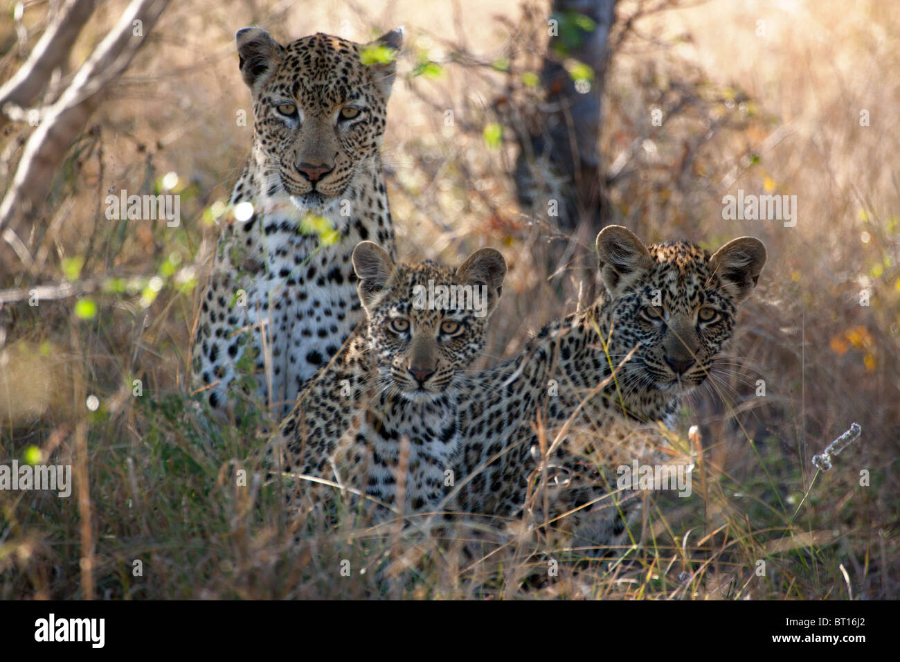 Leopardenjunge mit Mutter im hohen Grass Stockfoto