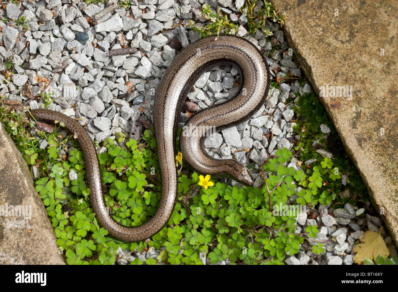 Langsam-Wurm, geschiedenen Fragilis, trächtige Weibchen mit teilweise nachgewachsenen Schweif. Wales. Stockfoto