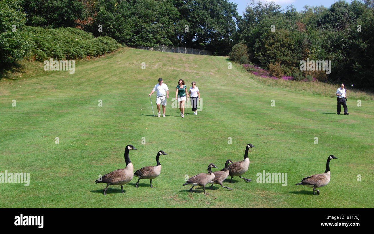 Golfer, die zu Fuß auf einem Golfplatz an der luxuriösen Pennyhill Park, Bagshot, Surrey, Großbritannien, UK Stockfoto