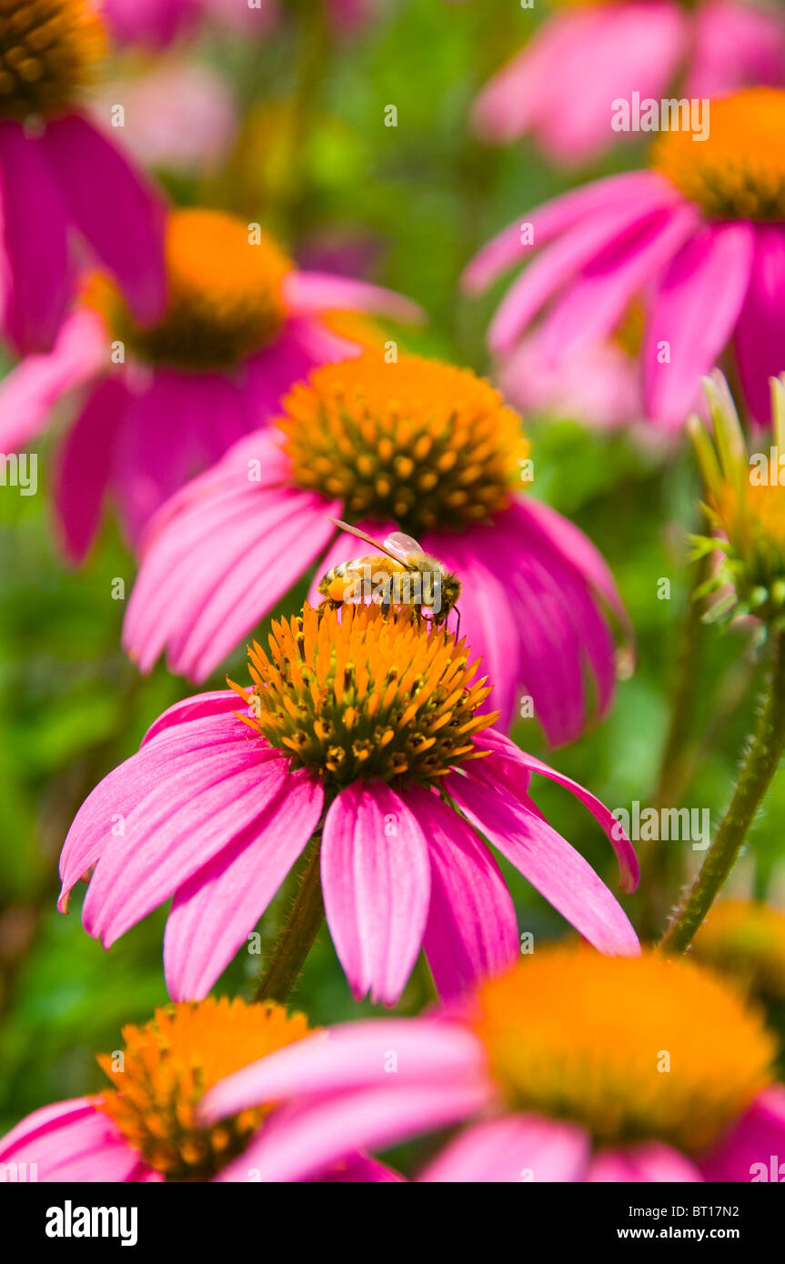 Nahaufnahme von blühenden Blumen mit Honigbienen Stockfoto