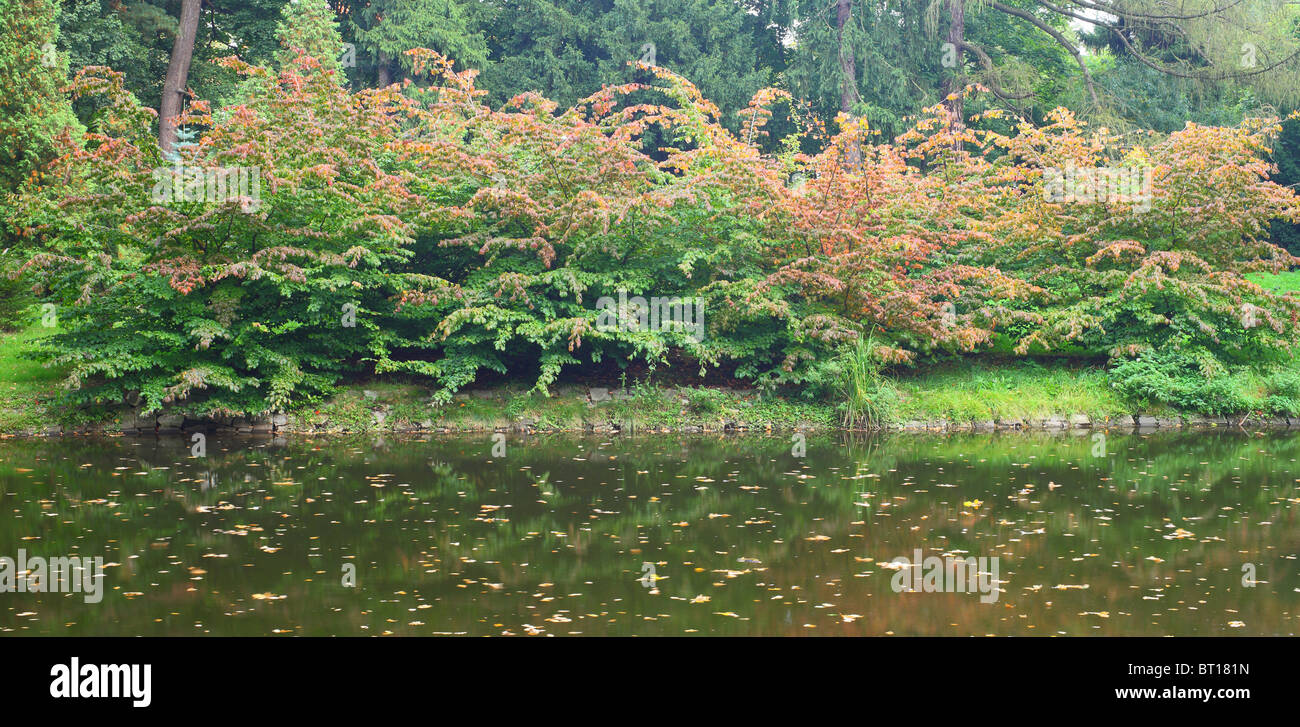 Ruhig ruhig Wasser und Buche Baumschösslinge drehen Rot und gelb im Herbst Fagus sylvatica Stockfoto