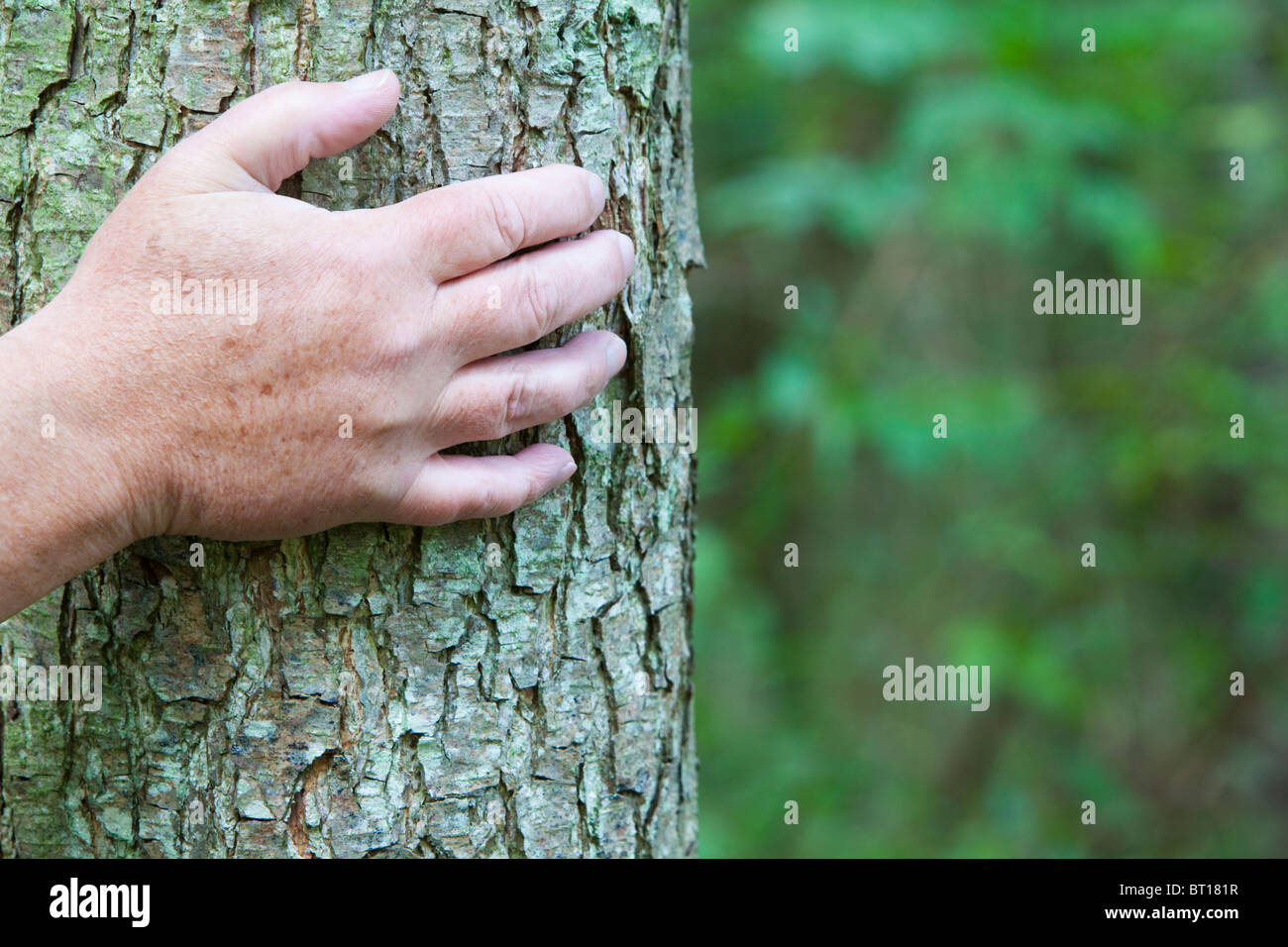 Hände an einem Baumstamm Stockfoto