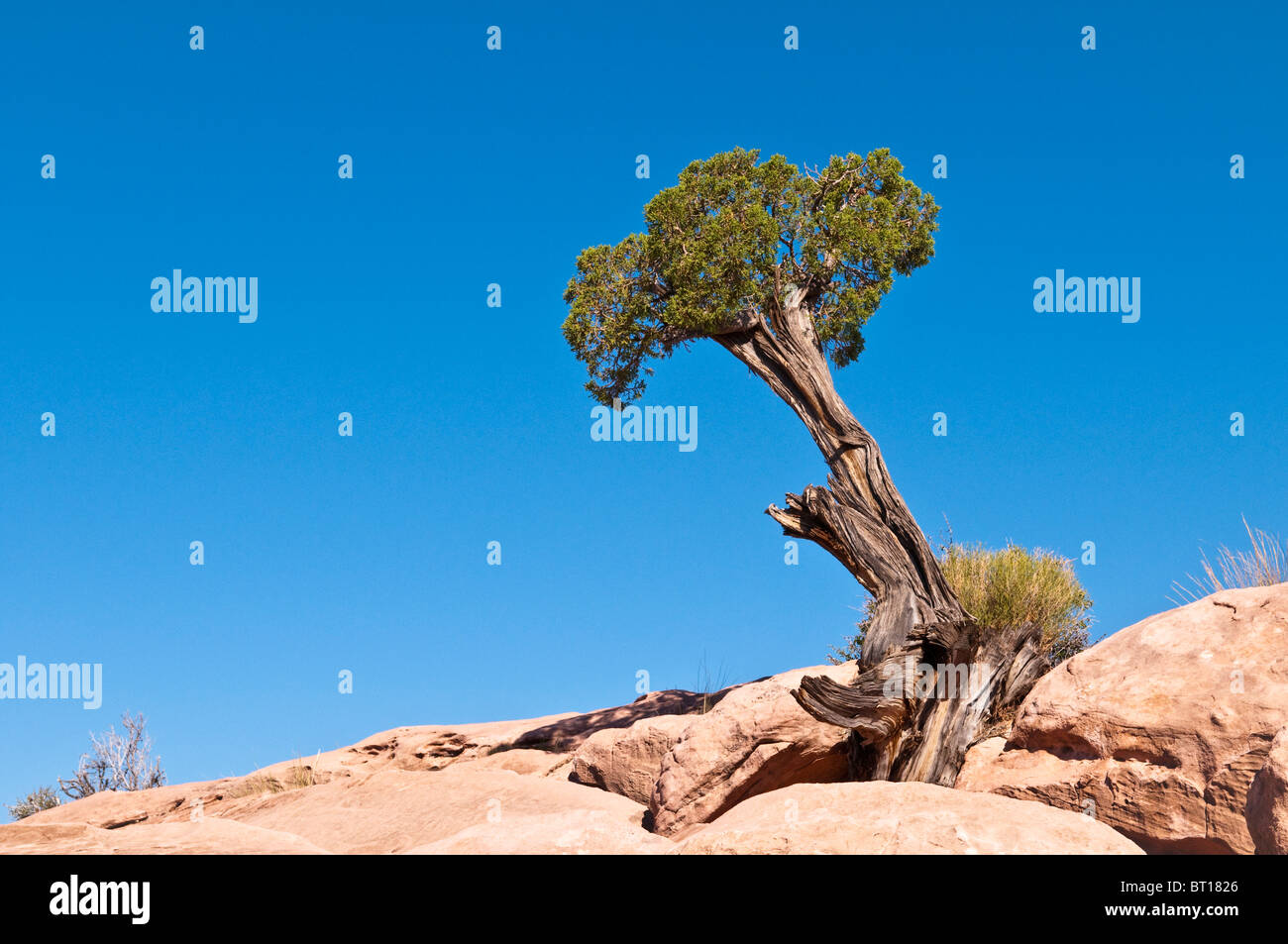 Utah-Wacholder, Juniperus Osteosperma am Torowep Point, Tuweep Area, Grand Canyon North Rim, Arizona, USA Stockfoto