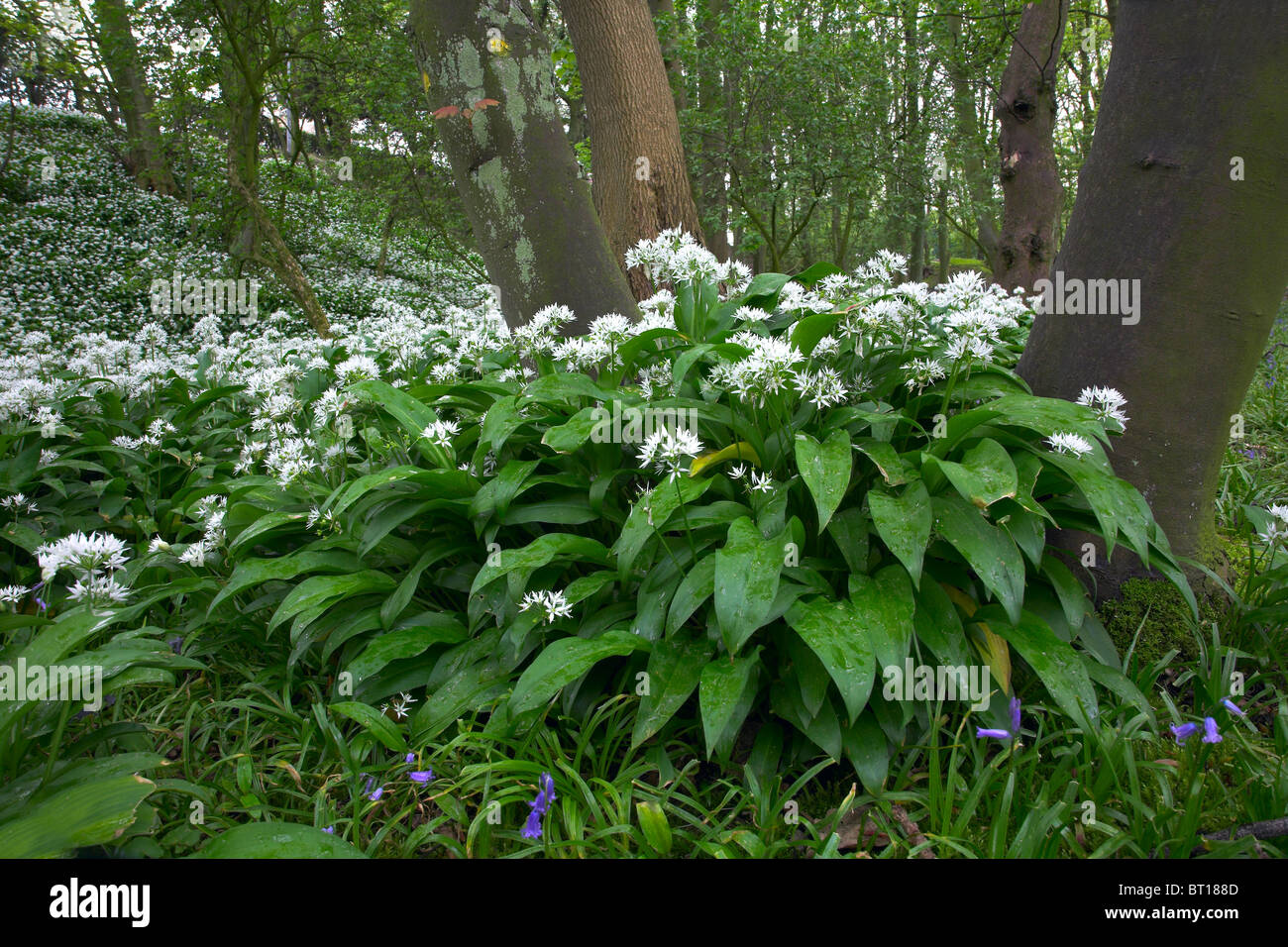 Wilder Knoblauch oder Bärlauch Allium ursinum Stockfoto