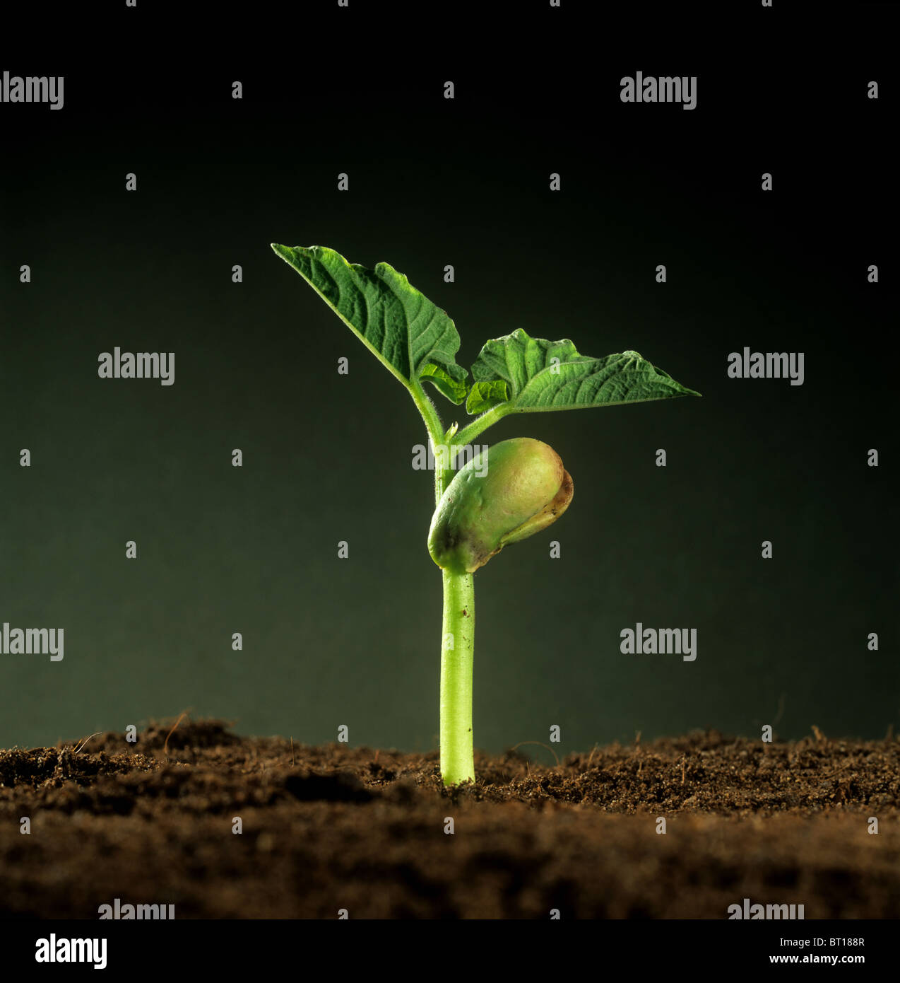 Grüne Bohne (Phaseolus Vulgaris) Sämling mit Samenlappen Essen Reserve und ersten Laubblätter Stockfoto