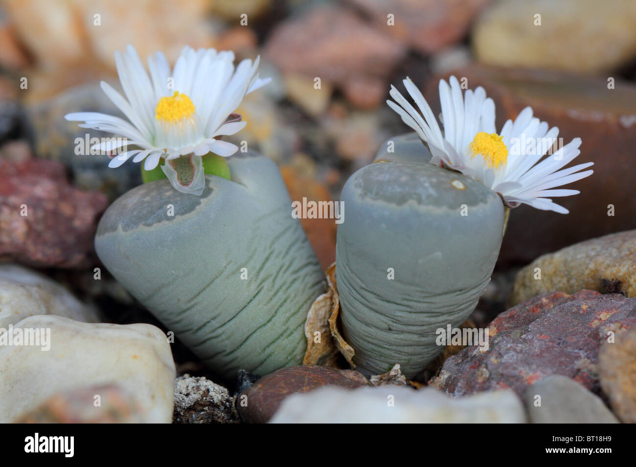 Stein-Pflanze blüht lebenden Stein blühenden Lithops salicola Stockfoto