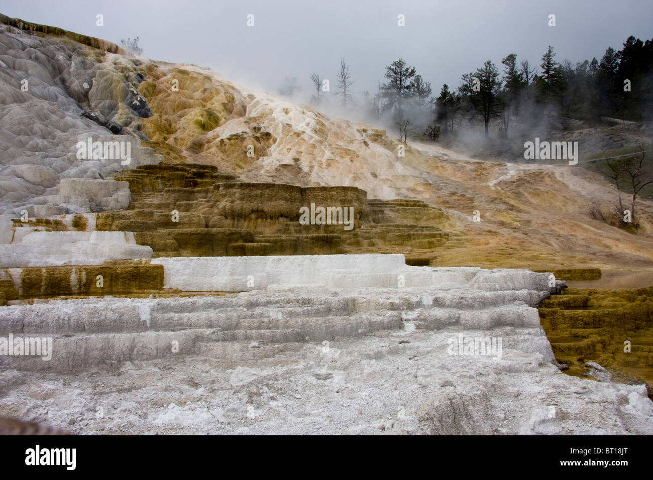 Minerva Terrasse, Mammoth Hot Springs, Yellowstone National Park, USA Stockfoto