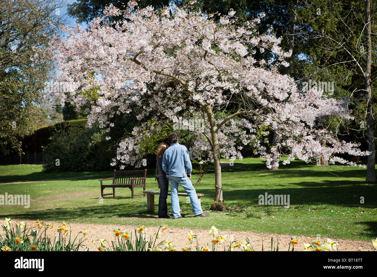 In Liebespaar bewundern Blossom Baum in Exbury Gardens Hampshire UK Stockfoto