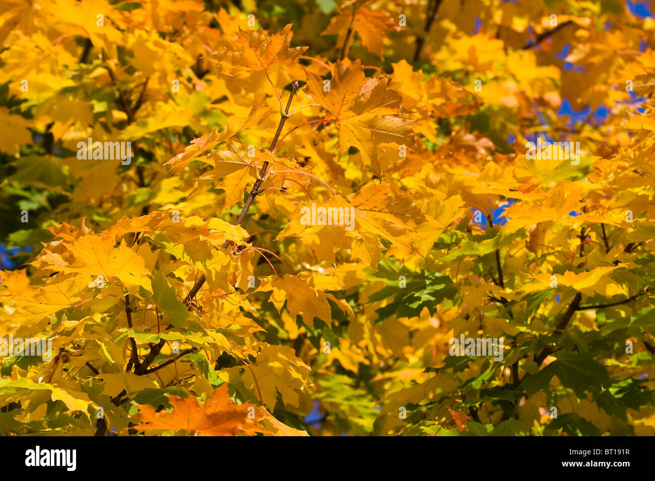 Bunte Blätter im Herbst Stockfoto