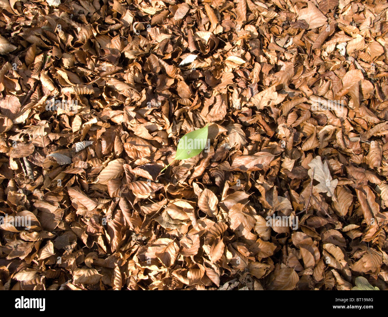 Herbstliche Blätter in einem englischen Holz Stockfoto