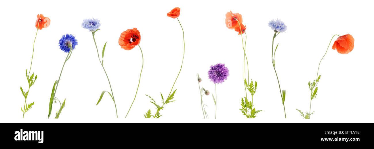 Gemeinsamer Bereich Blumen auf weißem Hintergrund (Mohn und Kornblumen) Stockfoto