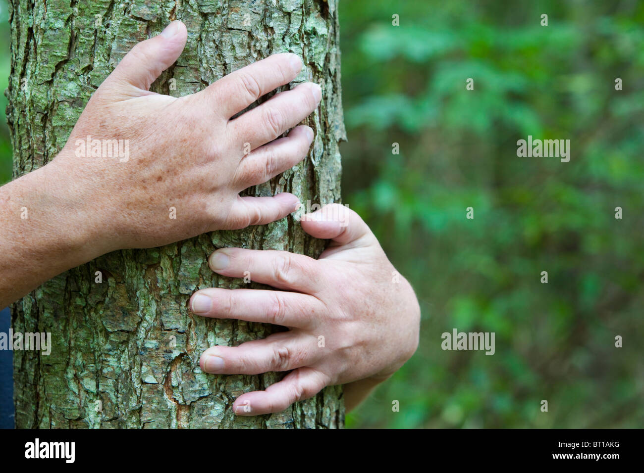 Hände an einem Baumstamm Stockfoto
