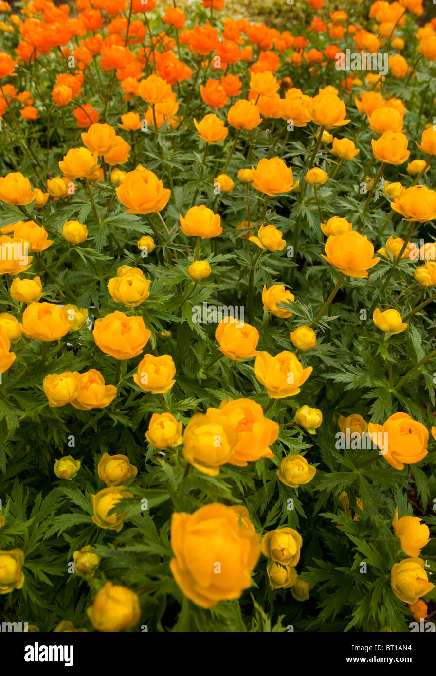 Auf der Vorderseite gelb (Trollblume Europaeus) Globus-Blumen und die wieder orange asiatische (Trollblume Asiaticus) Globus-Blumen Stockfoto