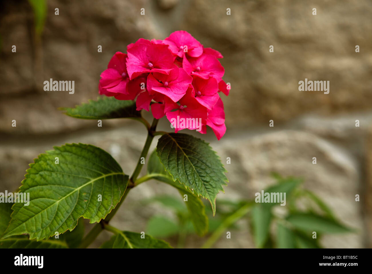 Flor De La Hortensia Hortensie Blume Stockfoto