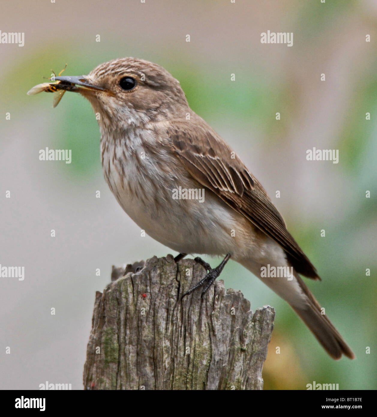 GRAUSCHNÄPPER (Muscicapa Striata) den letzten dramatischen Rückgang der Zahlen hat hohe Grauschnäpper auf der "roten Liste" setzen. Stockfoto