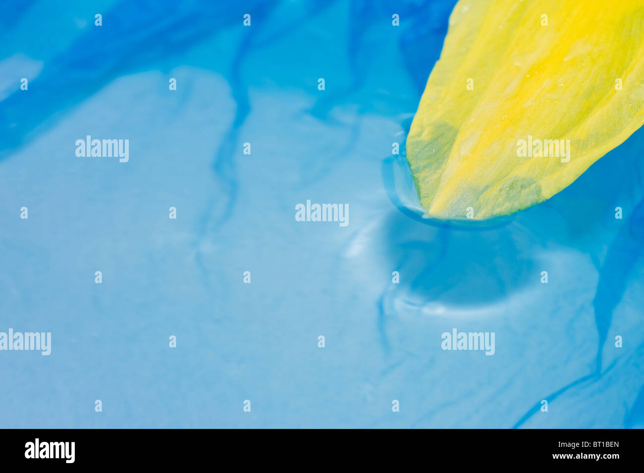 Narzissen Blatt im Wasser. Frühling-Fotos Stockfoto