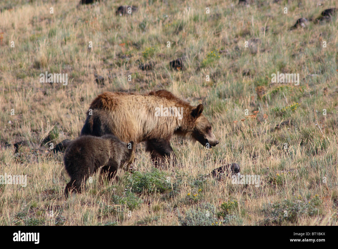 Ein Grizzlybär-Mutter und ihr junges. Stockfoto