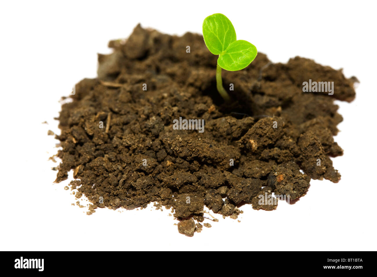 Pflanze den Boden durchbrechen Stockfoto
