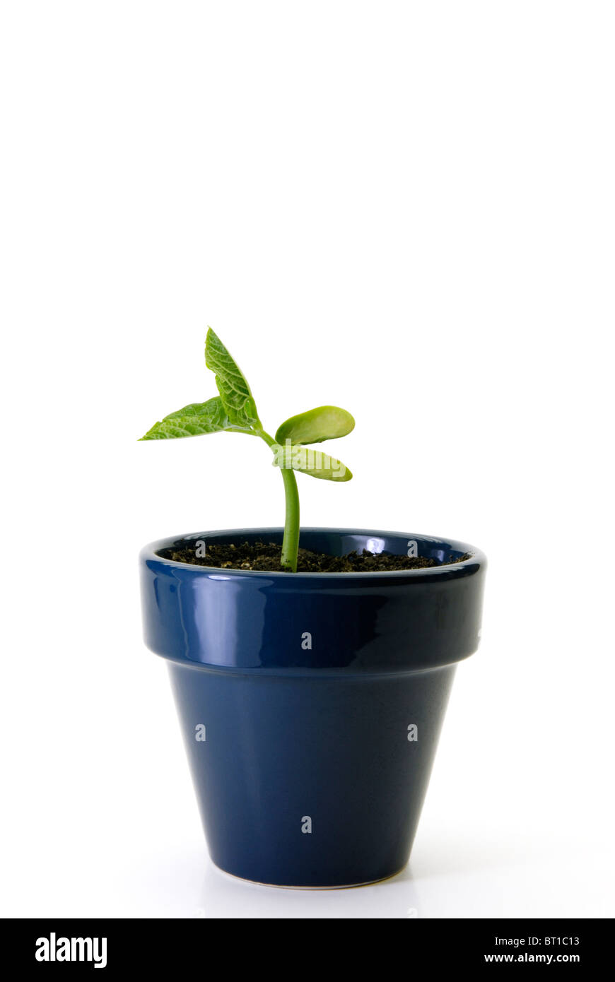 Bean-Anlage, Phaseolus Vulgaris, Sämling Stockfoto