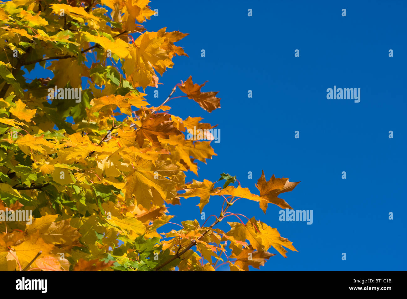 Herbstliche Bäume gegen blauen Himmel, geringe Schärfentiefe. Stockfoto