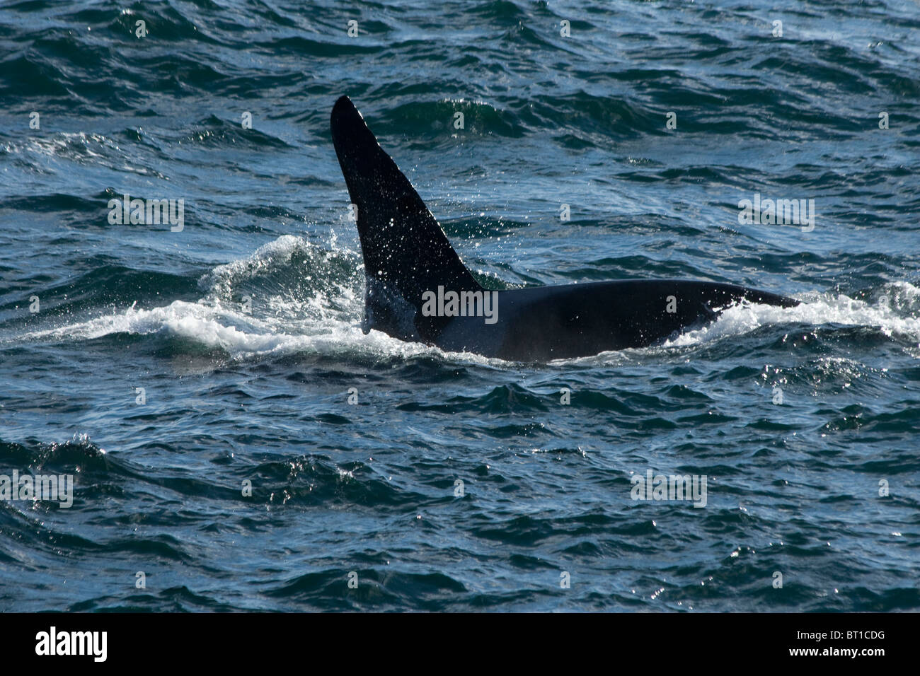 Orca in Lime Kiln Point San Juan Island Washington State USA Stockfoto