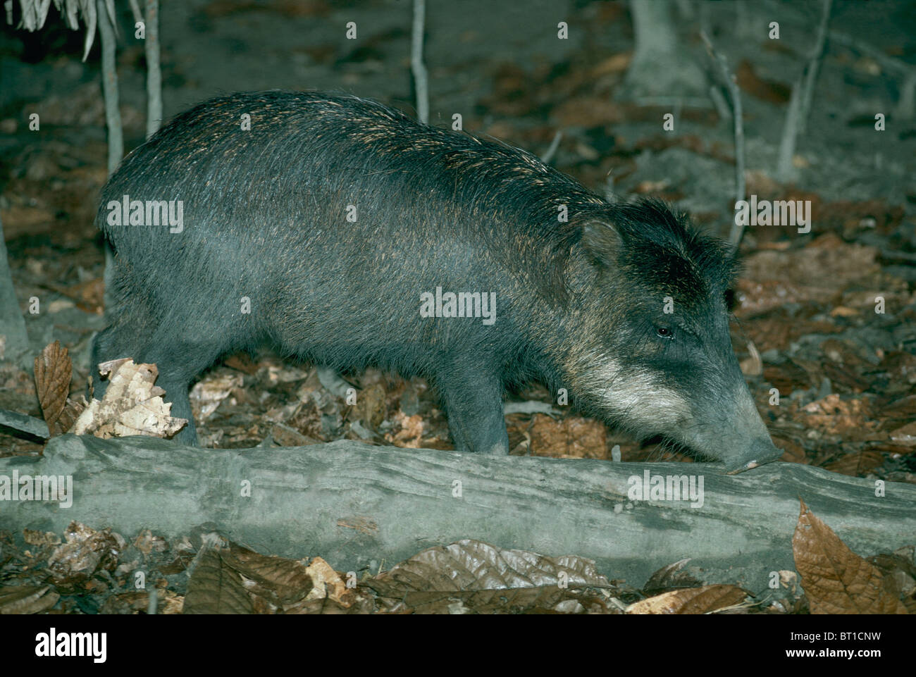 Weißlippen-Peccary Stockfoto