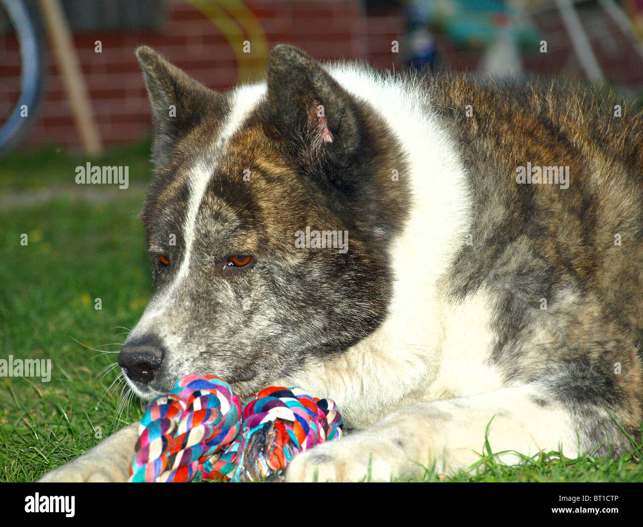 Akita-Inu Hund Stockfoto