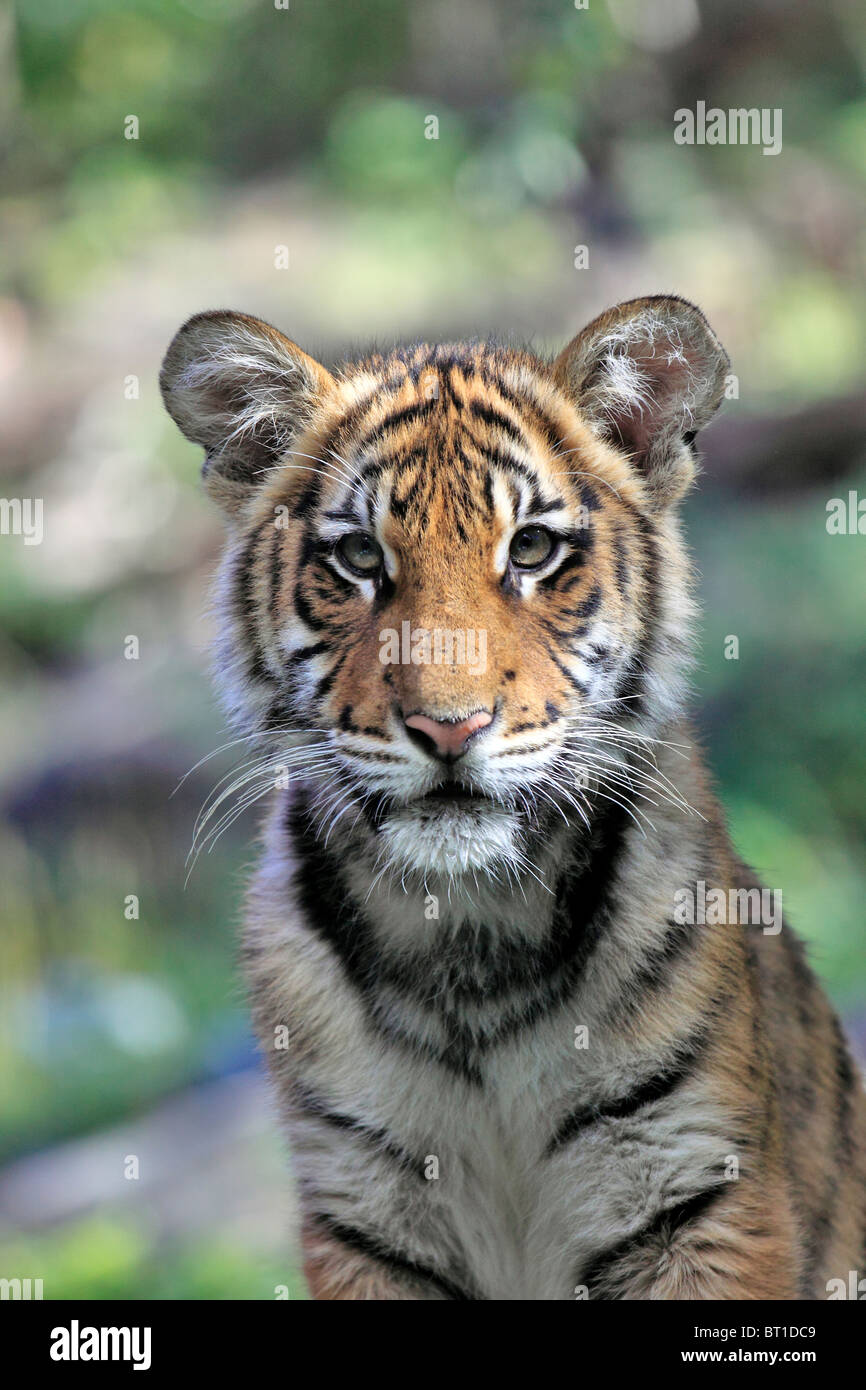 Bengal Tiger Cub Bronx Zoo New York City Stockfoto